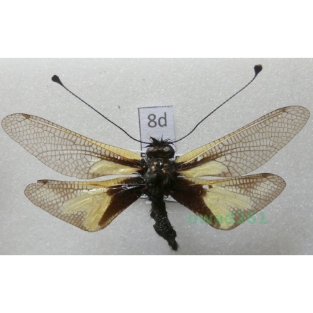 Libelloides coccajus (Denis & Schiffermüller, 1775) France8d